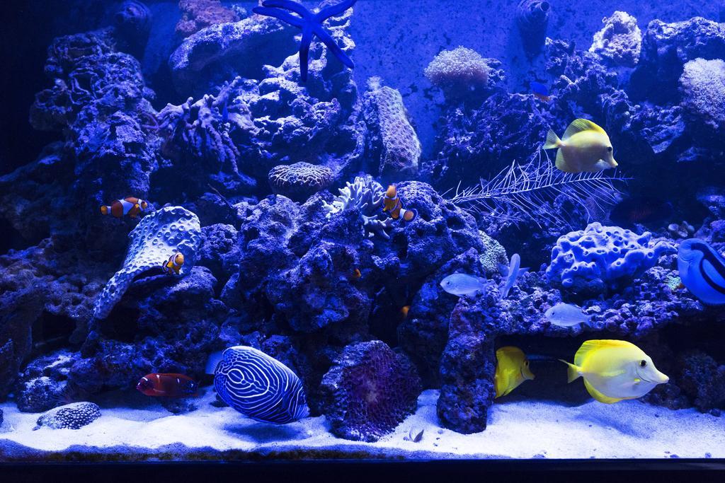 Apartment Stylish,luxury Duplex Center *